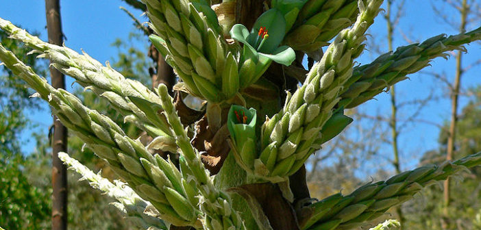 Puya chilensis