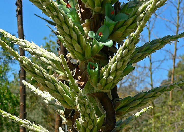 Puya chilensis