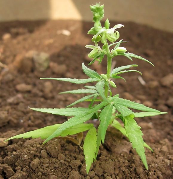 Cannabis