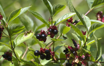 Coffee berries