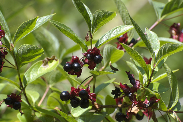 Coffee berries