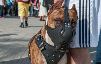 Muzzled dog