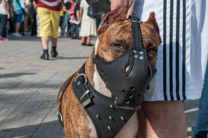 Muzzled dog