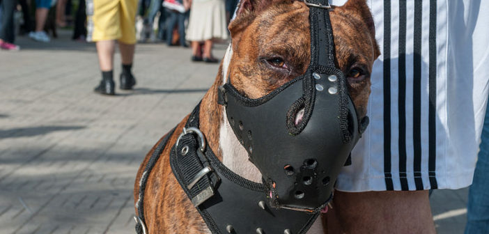 Muzzled dog