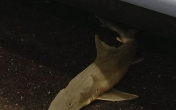 Shark on the subway in New York
