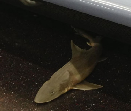 Shark on the subway in New York