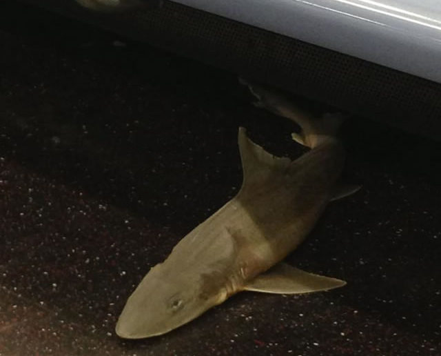 Shark on the subway in New York