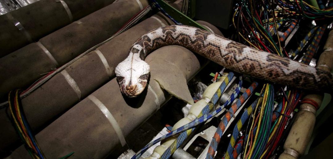 Still from the film Snakes on a Plane