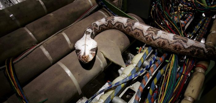 Still from the film Snakes on a Plane