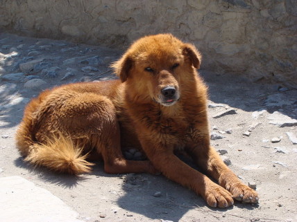A Tibetan mastiff
