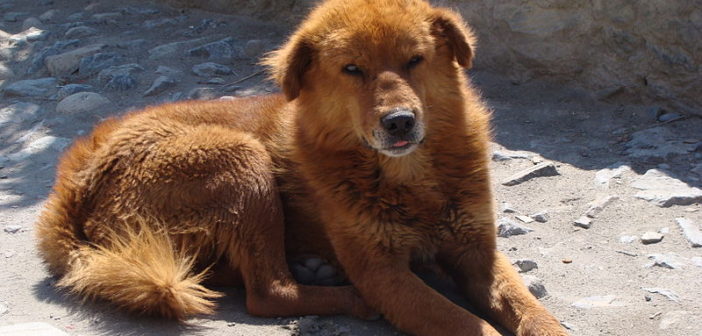 A Tibetan mastiff
