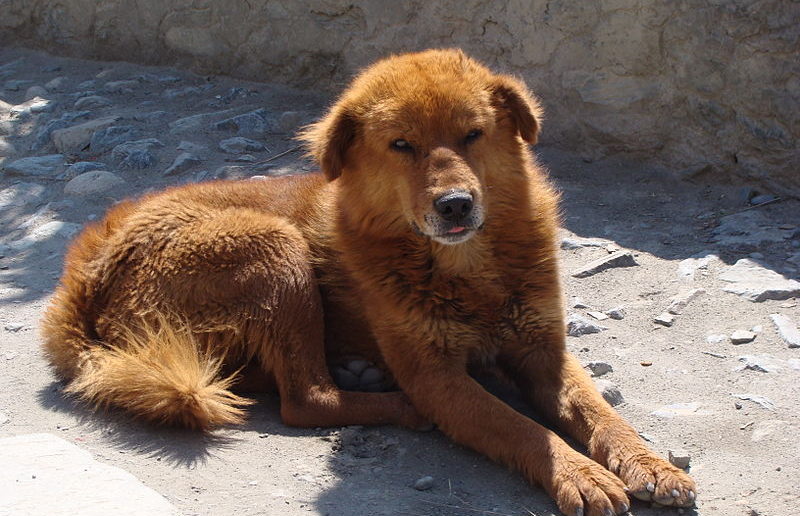 A Tibetan mastiff