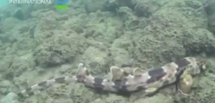 "Hemiscyllium Halmahera" walking shark
