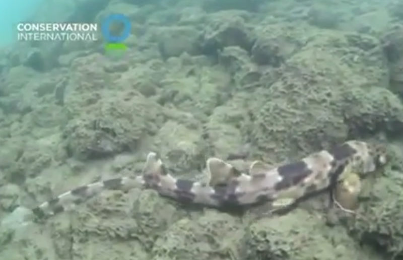 "Hemiscyllium Halmahera" walking shark