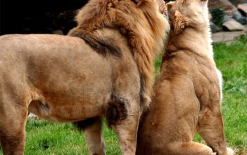 Lions enjoying each other's company
