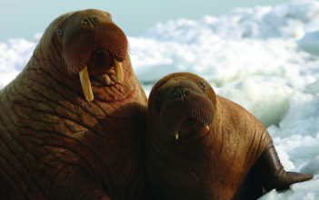 Walrus and pup