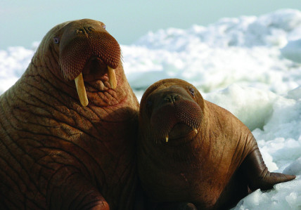 Walrus and pup