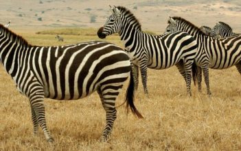 Zebras