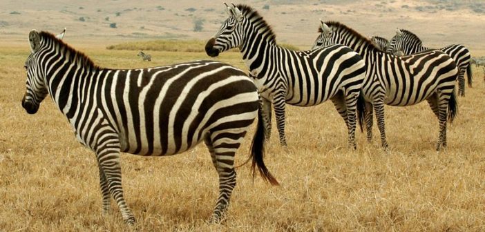 Zebras