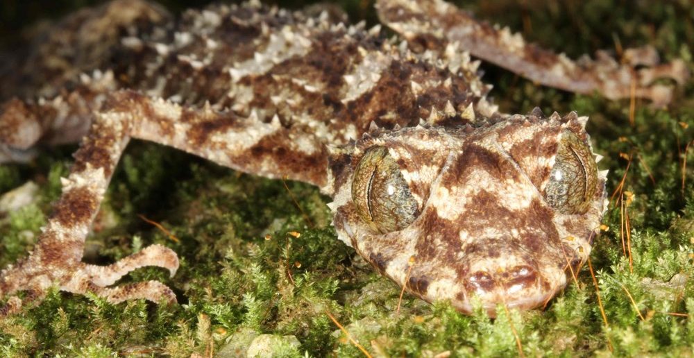 Leaf-tail gecko