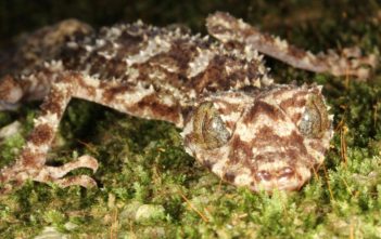 Leaf-tail gecko