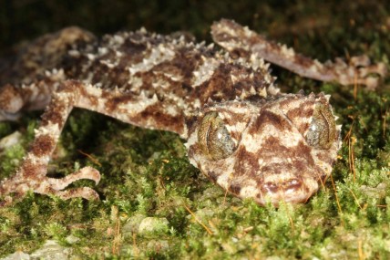 Leaf-tail gecko
