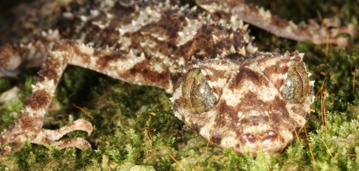 Leaf-tail gecko