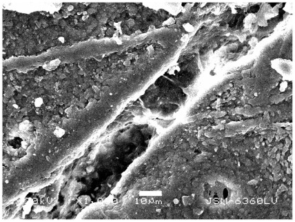 SEM image of damage to cow's femora by tiger claws