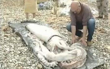 Giant squid washes up on Spanish beach