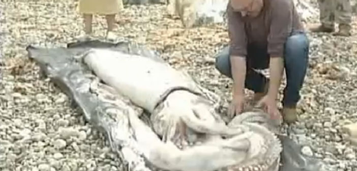 Giant squid washes up on Spanish beach