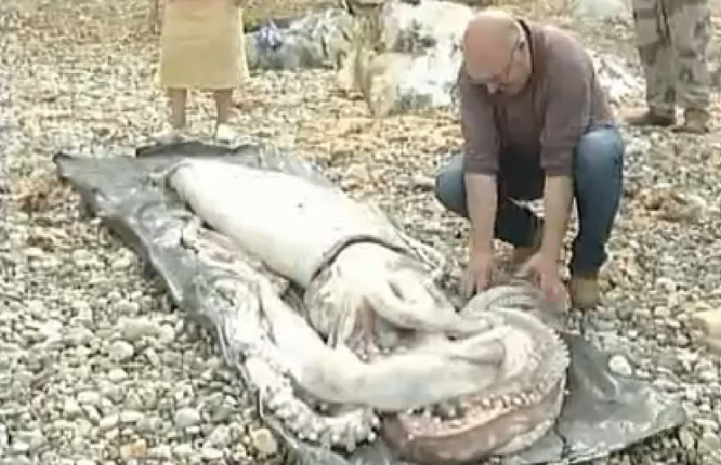 Giant squid washes up on Spanish beach