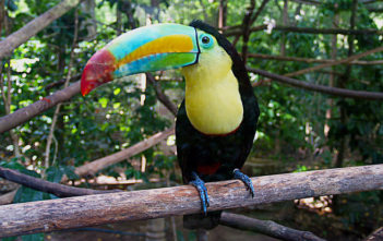 Keel-billed toucan
