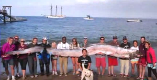 Oarfish