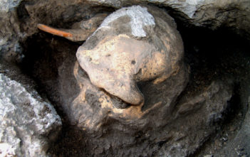 Spotting the difference between skulls – this is the Dmanisi D4500 early Homo cranium