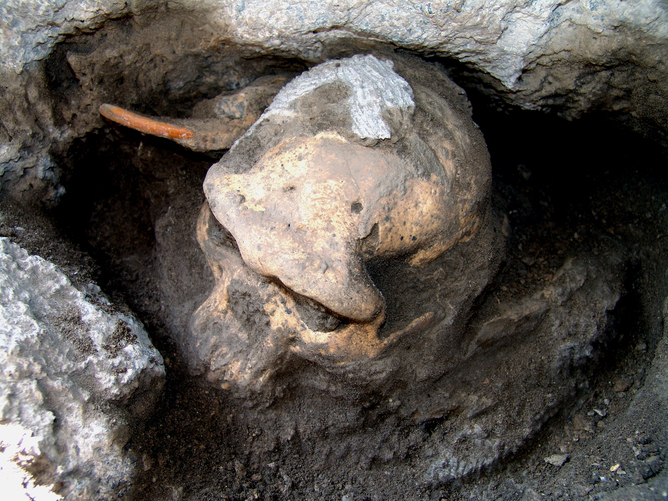 Spotting the difference between skulls – this is the Dmanisi D4500 early Homo cranium