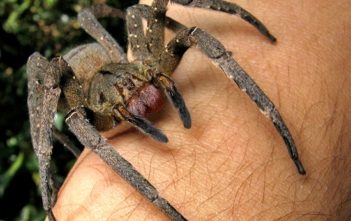 Brazilian wandering spider