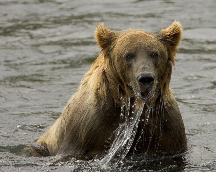 Brown bear