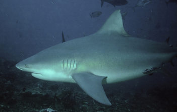 Bull shark