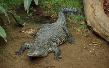 Crocodile
