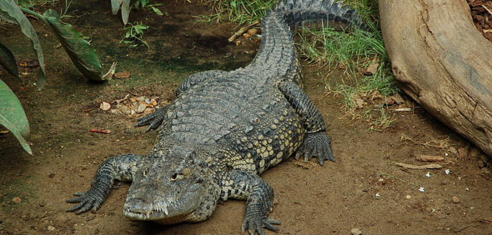 Crocodile