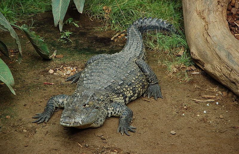 Crocodile