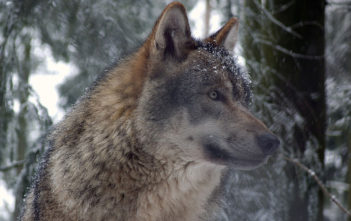 Eurasian gray wolf