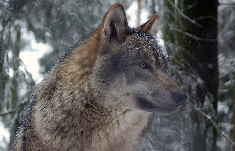 Eurasian gray wolf