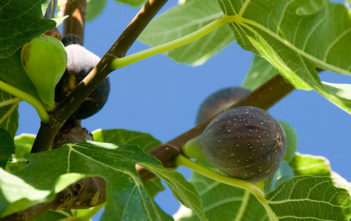 Figs