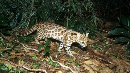 Leopardus guttulus