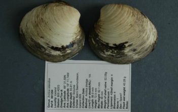 Ocean quahog "Ming"