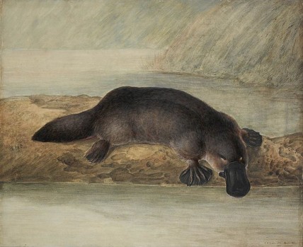 Watercolour painting of a platypus by John Lewin (1808)