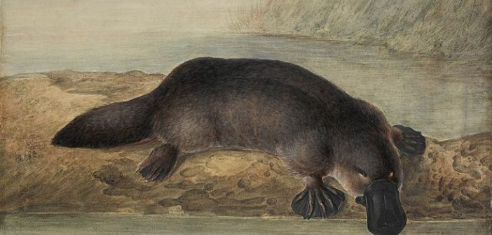 Watercolour painting of a platypus by John Lewin (1808)
