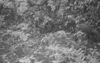 Saola caught on film