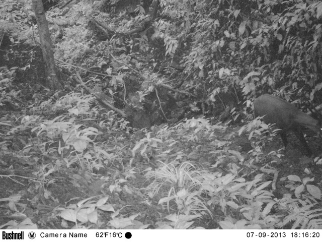 Saola caught on film